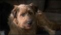 dr dolittle 3-avi_1000_051.jpg